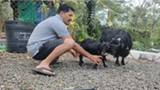 Meet 1.3 feet tall Karumbi: Kerala farmer’s goat makes record for being the world’s shortest